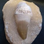 Laboratório Didático - Dente de Mosassauro